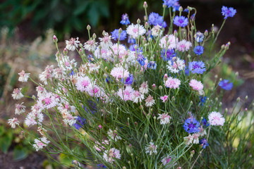flowers of medicinal herb cornflower (Centaurea cyanus)