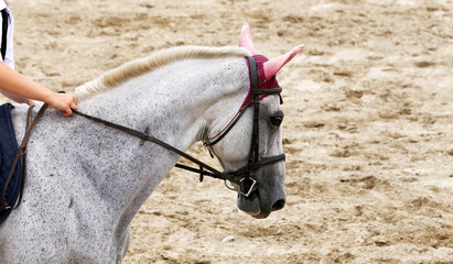 Head of a beautiful young sporting horse during competition outdoors.
