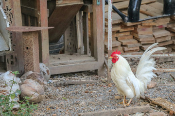 Rooster walk in the backyard of farm.