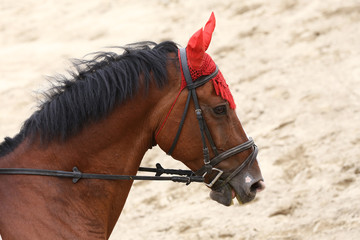 Head of a beautiful young sporting horse during competition outdoors.