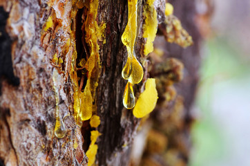 Obraz premium Yellow amber drop of resin close-up on a conifer tree