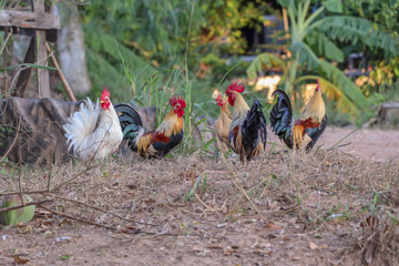 Rooster walk in the backyard of farm.