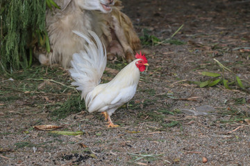Rooster walk in the backyard of farm.