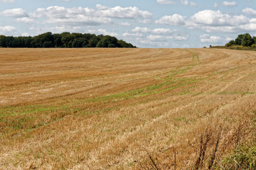 Pola pod Tarnowskimi Górami, Śląskie © Miroslaw
