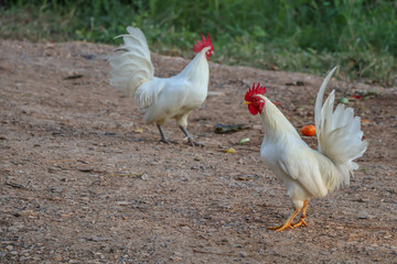 White hen,white poultry hen walks in the backyard of farm.