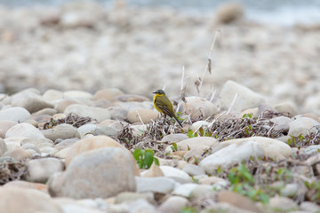 Bird on stones