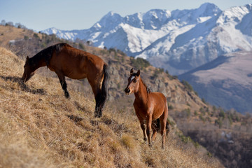 Fototapeta na wymiar Wild horses graze in the snowy mountains on a Sunny autumn day.