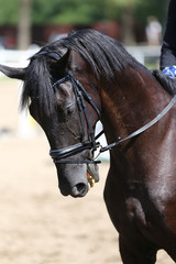 Head of a beautiful young sporting horse during competition outdoors.