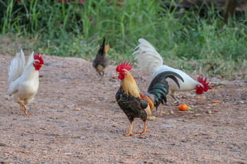 Rooster walk in the backyard of farm.