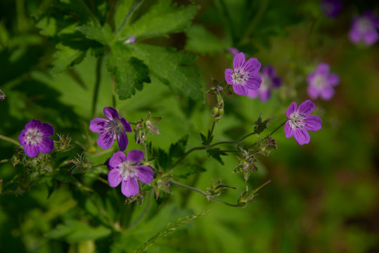 FLOWERS -  violet on green