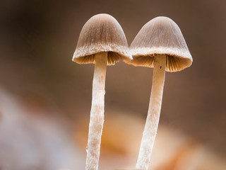 Nahaufnahme (Stack) zweier kleiner Pilze im Wald.