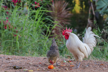 White hen,white poultry hen walks in the backyard of farm.