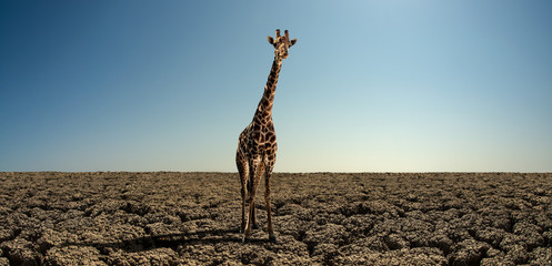 Naklejka premium giraffe on severe drought desert