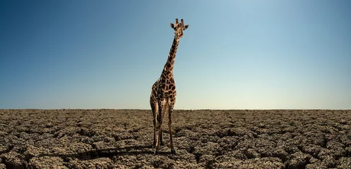 Zelfklevend Fotobehang giraffe on severe drought desert © tankist276