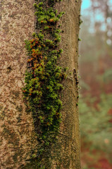 musgo en la corteza de un arbol 