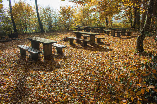 Autumn forest with benches in the Black Forest, Germany
