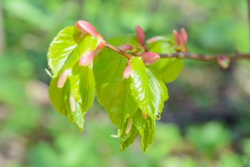 The awakening of nature in spring