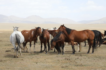 Fototapeta na wymiar A herd of horses at Song Kul Lake in Kyrgyzstan