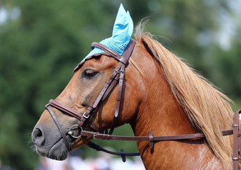 Head of a beautiful young sporting horse during competition outdoors.