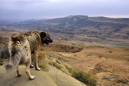 Georgian desert near Udabno. Kakheti Region,  Panorama with the dog on the first plan.