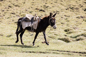 Donkey with saddle runs over a meadow