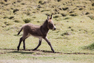 Fototapeta na wymiar Young donkey runs over a meadow