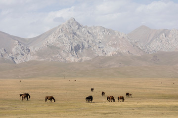 A herd of horses peacefully grazes in the steppe at Song Kul Lake in Kyrgyzstan