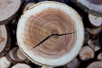 Close-up wood, tree trunk