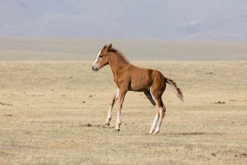 A young foal gallops wildly through the steppe at Song Kul Lake in Kyrgyzstan