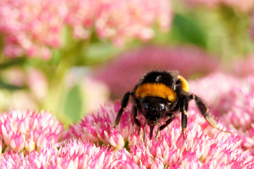 Bumblebee close-up on a flower