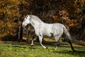andalusian