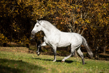 Obraz na płótnie Canvas horse in field