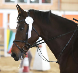 Head of a beautiful young sporting horse during competition outdoors.