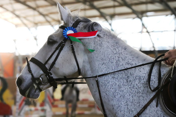 Head of a beautiful young sporting horse during competition outdoors.