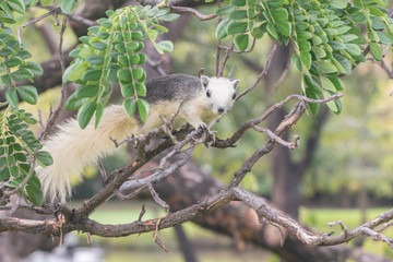 A white and grey squirrel playing in a botanical garden.