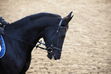 Head of a beautiful young sporting horse during competition outdoors.