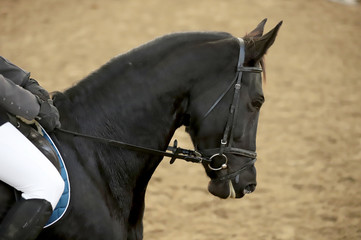Head of a beautiful young sporting horse during competition outdoors.