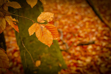 detalle de una escena de otoño 