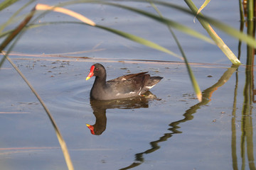 Birds of South Africa - Common Moorhen