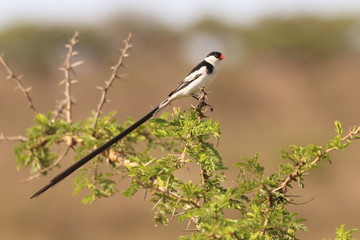 Birds of South Africa - Pin-Tailed Whydah