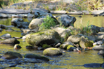 Naklejka na ściany i meble round boulders in the river with low level of water