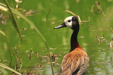 Birds of South Africa - White-Face Whistling Duck