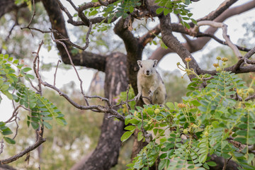 A white and grey squirrel playing in a botanical garden.