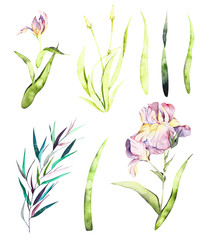 Watercolor wild herb isolated elements. Handpainted  watercolor clipart wild herbs. Use for postcard, print, invitations, packaging, wallpaper etc. - 235897494