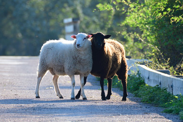 Ein schwarzes und ein weißes Schaf