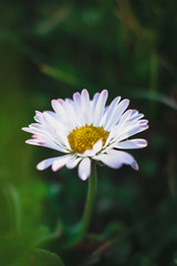 Obraz premium Gänseblümchen - Wiese Natur