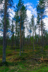 Fototapeta premium Landscape of trees and forest in Lapland