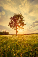 the lonely tree standing on a green meadow