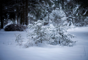 the winter forest shrouded in white snow