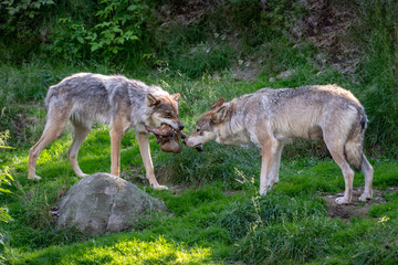 Two wolves fighting over food